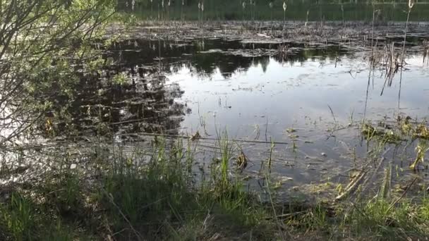 早朝、森林景観の湿地林沼のビュー — ストック動画