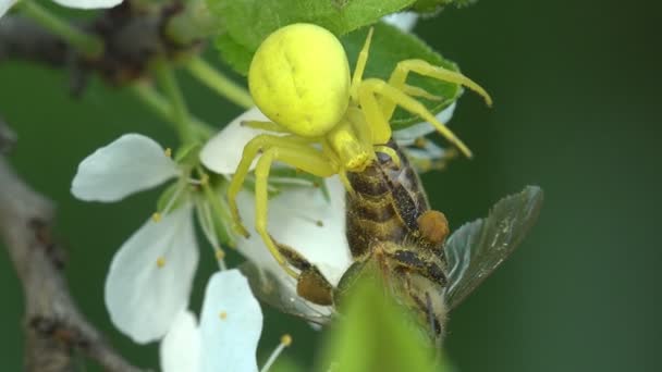 Insekt krabba spindel attackerade bee, gula Misumenoides, sitter i blomma, makro — Stockvideo