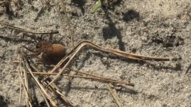 Pompilid eşekarısı, saldıran WolfSpider için yemek için mücadele başka bir yaban arısı