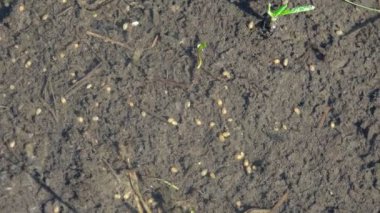 Yakın çekim böcek larvası üçüncü INSTAR ModestMouse longicaudatus kalkan gibi dümdüz