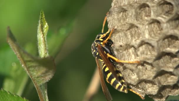 Insecto solitario Avispa se sienta en su nido en la rama de árbol o arbusto. Primavera tardía — Vídeo de stock