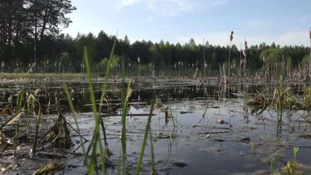 Pohled na mokřadní bažiny lesní jezero v časných ranních hodinách, lesní krajina — Stock video