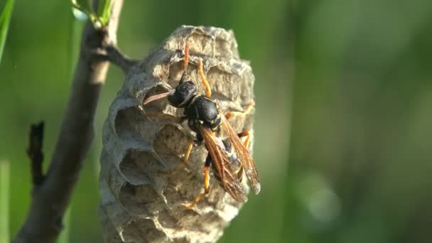 Insecte solitaire La guêpe est assise sur son nid sur une branche d'arbre ou de buisson. printemps tardif — Video