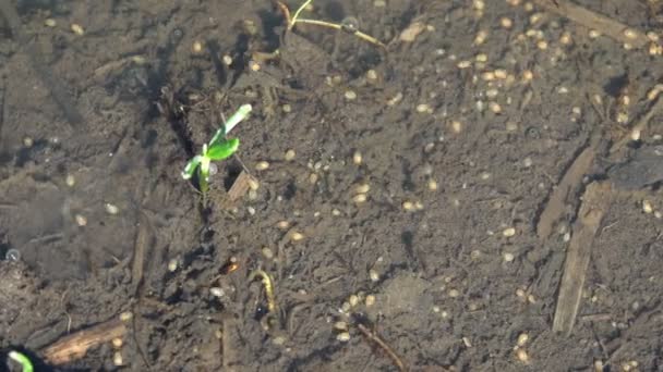 Close-up insect larve derde instar Triops longicaudatus afgeplat schild-achtige — Stockvideo