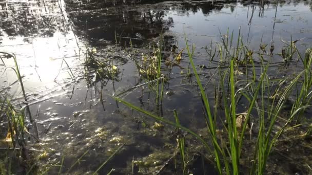 Blick Auf Feuchtgebiete Sumpf Waldsee Den Frühen Morgenstunden Wald Morgenlandschaft — Stockvideo