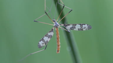 Sivrisinek vinç sinek Tipula luna erkek yeşil yaprak üzerinde oturan çiftleşme böcek makro