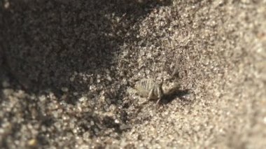 Böcek makro, Beetle bug çukur Myrmeleontidae Antlion karınca aslan tuzağa