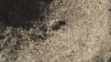 Böcek makro, Beetle bug çukur Myrmeleontidae Antlion karınca aslan tuzağa