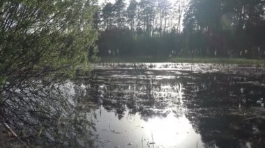 Sulak bataklık orman gölde sabah erken, orman sabah manzara görünümünü