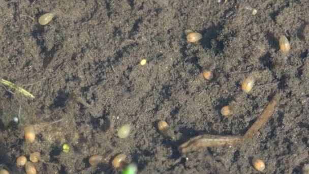 Visão Perto Inseto Larva Terceiro Instar Triops Longicaudatus Achatado Escudo — Vídeo de Stock