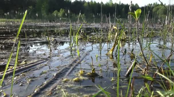Pohled na mokřadní bažiny lesní jezero v časných ranních hodinách, lesní krajina ráno — Stock video