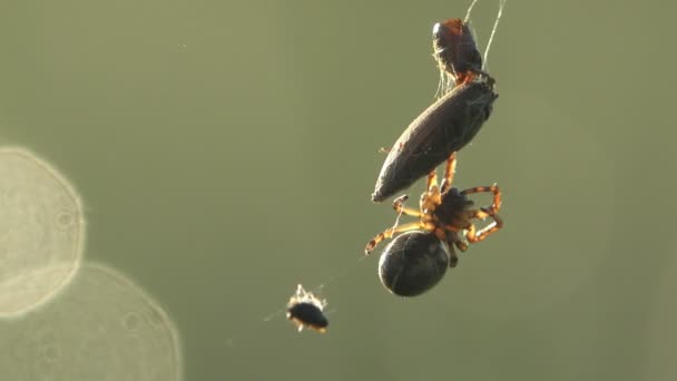 Spindel sitter på webben redo att attackera makro, skalbagge fångad i spindelnät — Stockvideo