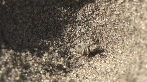 Насекомое Макро, жук-жук, пойманный в ловушку Myrmeleontidae Antlion ant lion — стоковое видео