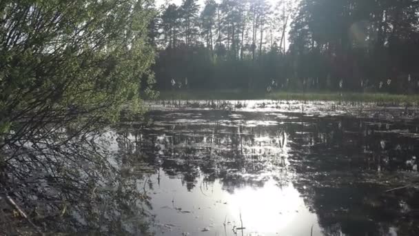 Uitzicht op wetland moeras bos meer in de vroege ochtend, 's ochtends boslandschap — Stockvideo