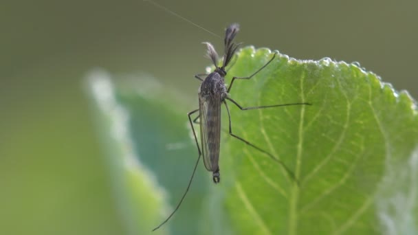 Insect macro, mating Mosquito Crane fly Tipula luna male sitting on green leaf — Stock Video