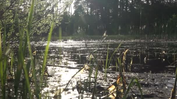 Uitzicht op wetland moeras bos meer in de vroege ochtend, 's ochtends boslandschap — Stockvideo