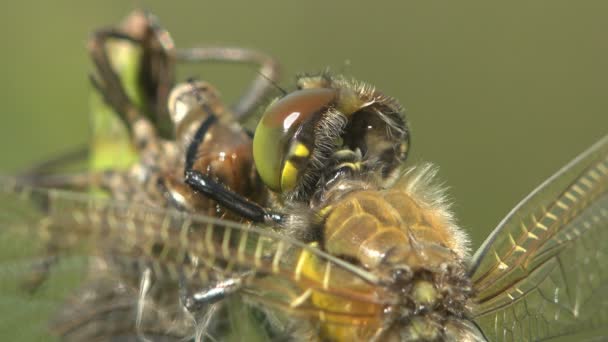 Shaggy hoofd van jonge dragonfly net na de geboorte. Derde instar. Macro — Stockvideo