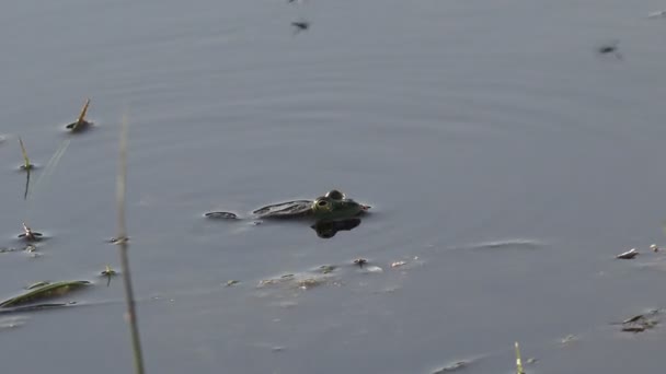 Active breeding games for reptile frog reproduction in swamp, in forest pond — Stock Video