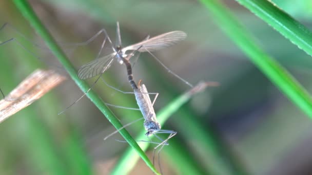 Apareamiento mosquito, primavera apareamiento insectos grúa volar sentado en verde hoja — Vídeos de Stock