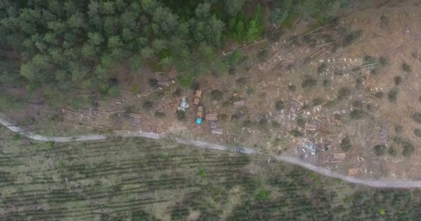 空撮技術は パイン材の木のプランテーションの切断で動作します 森林伐採 森林樹幹特別車 — ストック動画