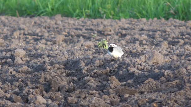 Bachstelze Motacilla Alba Lustiger Lauf Eines Kleinen Grauen Vogels Auf — Stockvideo