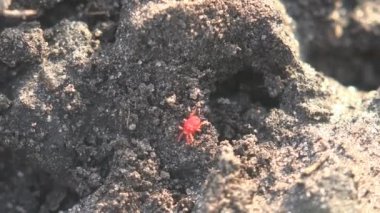 Kırmızı kadife akarları çalışır kırsal, sürülmüş tarım alanında yere yakın çekim