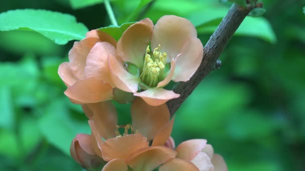 Rode Bloemen Een Rozenstruik Close Wildflowers Tussen Gras Wilde Bloemen — Stockvideo