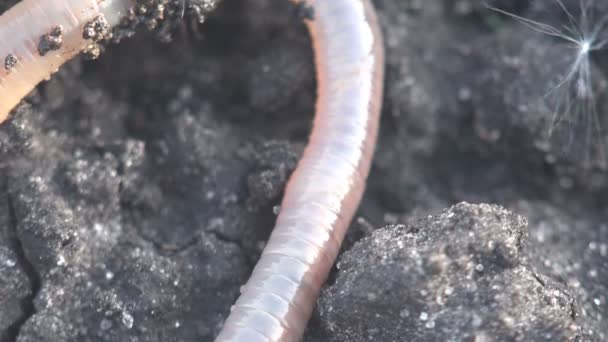 Aardworm Aarde Worm Kruipen Rotsen Macro Close Insect Bos Weide — Stockvideo