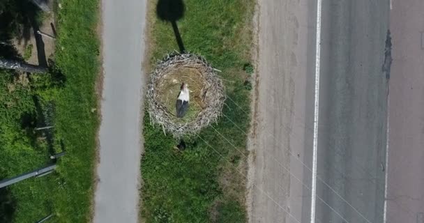 Gniazdo Antenowe Biały Żuraw Ptak Słupie Nad Autostradą Przejeżdżających Samochodów — Wideo stockowe