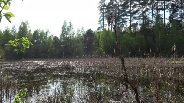 清晨湿地沼泽森林湖泊的景观森林中的池塘晨景 — 图库视频影像
