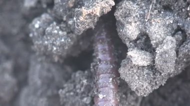 Toprak solucanı toprak solucan sürünerek kayalar, makro, yakın çekim böcek, orman, çayır, Bahçe, Oligochaeta veya Zooloji, Megadrilacea, Lumbricina Moniligastrida