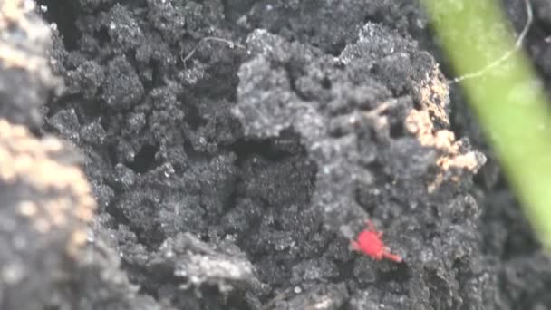 Ácaros Terciopelo Rojo Ejecuta Suelo Campo Arado Agrícola Campo Primer — Vídeo de stock