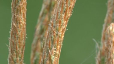 Örümcek üreme yuva genç çam ağacında oturur. Yakın çekim böcek yaban hayatı