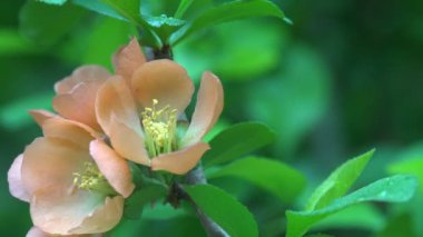 Kırmızı çiçekler çiçekler çim ve kır çiçekleri yakın çekim arasında bir gül Bush