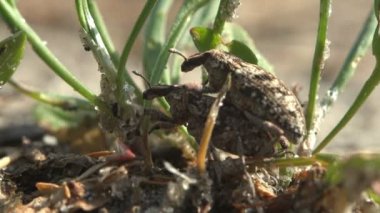 Işık puan Weevil (Dyscerus Exsculptus) üreme iki kahverengi çam, böcek yakın çekim oturur