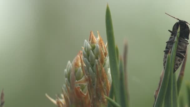 Macro Degli Insetti Scarabeo Nero Trova Albero Pino Nella Foresta — Video Stock