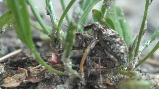 Reproduction Two Brown Light Points Weevil Dyscerus Exsculptus Sits Pine — Stock Video