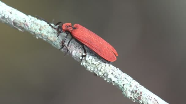 Macro Inseto Família Longhorn Cerambycidae Beetle Tenta Voar Uma Ramificação — Vídeo de Stock