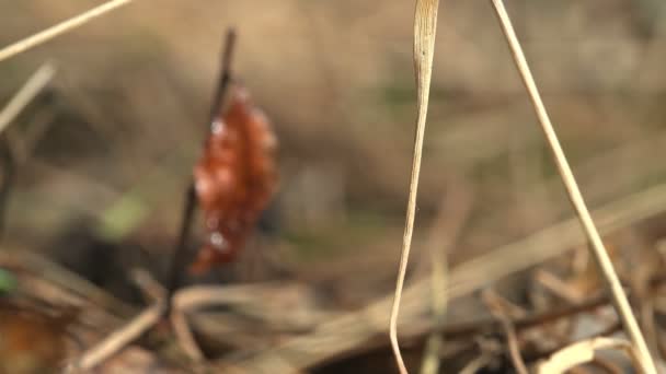 Fantastic Red Dry Leaf Shows Pale Background Forest Path — Stock Video