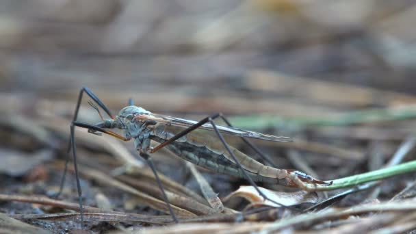 Insecto Macro Mosquito Crane Fly Tipula Luna Macho Pone Huevos — Vídeo de stock