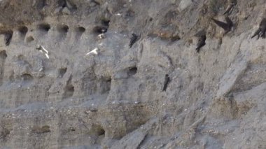 Girme ve doğal ortamda bir yamaç delikler çıkan hızlı kuşlar. Kırlangıçlar dik nehir kıyısında kolonisi