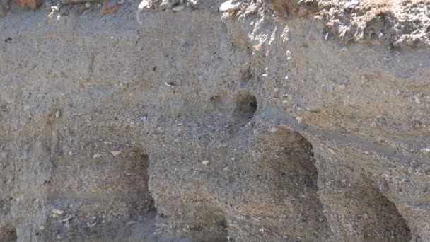 Pájaros Veloces Que Entran Salen Agujeros Una Pendiente Entorno Natural — Vídeos de Stock