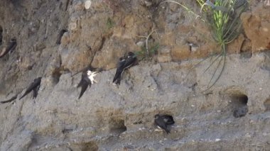 Girme ve doğal ortamda bir yamaç delikler çıkan hızlı kuşlar. Kırlangıçlar dik nehir kıyısında kolonisi