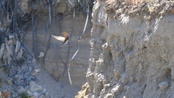 Oiseaux rapides entrant et sortant de trous dans une pente en milieu naturel. Colonie d'hirondelles sur la rive escarpée de la rivière 