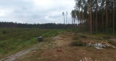 Saç ekimi satırlara genç çam ağaçlarının ormansızlaşma alan havadan görünümü