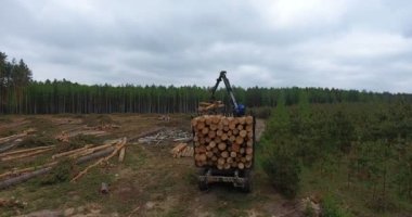 Havadan görünümü traktör ve bir kamyon kesilen ağaçlarının gövdeleri yükler. Ağaçlar çam bir çiftlikte felling