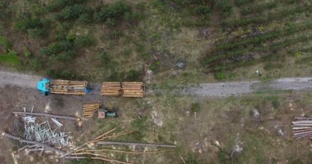 Trator Vista Aérea Carrega Troncos Árvores Derrubadas Caminhão Árvores Plantação — Vídeo de Stock