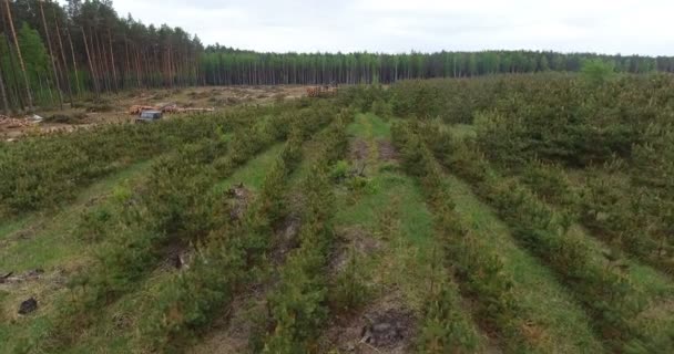 Luchtfoto Plantage Rijen Van Jonge Naaldboom Gebied Tot Ontbossing Rechte — Stockvideo