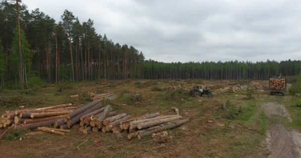 Vista Aérea Voando Lentamente Sobre Desmatamento Mostrando Troncos Árvores Deitadas — Vídeo de Stock