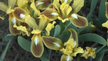 Üç yaprakları sarı çiçek dağlarında yetişen ve güçlü yaz rüzgar kayalar